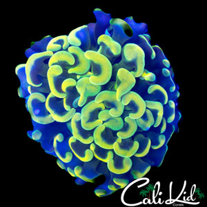 YELLOW AUSSIE HAMMER