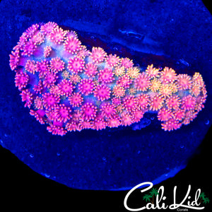 RAINBOW RASPBERRY GONI COLONY