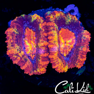 CK ABERRAMA GOLD ACAN DOUBLE