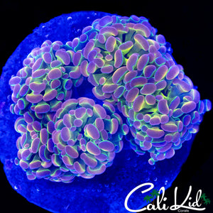 HOLOGRAM HAMMER COLONY 4+ HEADS