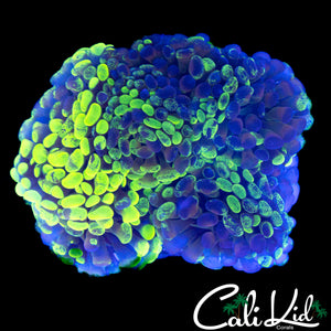 SPLATTER BRANCHING HAMMER COLONY