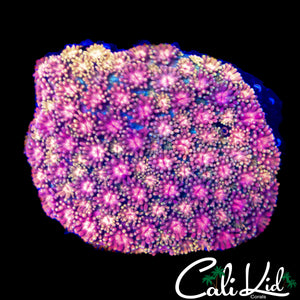 RAINBOW XPLOSION GONI COLONY