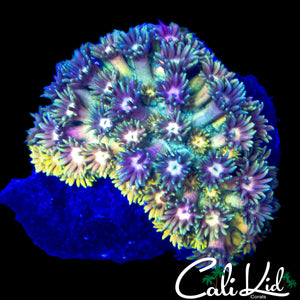 INSANE RAINBOW GONI COLONY