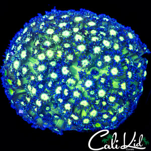 GLITTER TYPE GONI COLONY