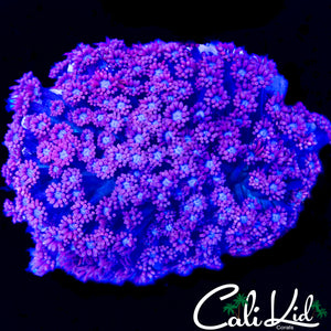 LARGE POWDER PUFF GONI COLONY
