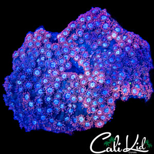 LARGE POWDER PUFF GONI COLONY