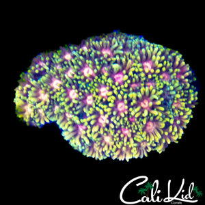 ULTIMATE RAINBOW GONI COLONY