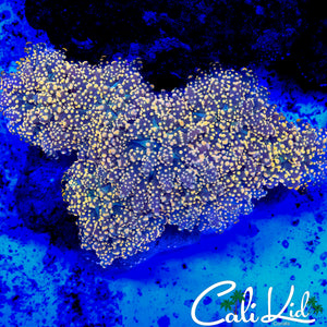 GOLDEN OCTO COLONY (5+ HEADS)