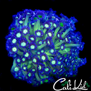 NAKED GLITTER TYPE GONI COLONY