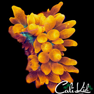 INSANE COLORADO SUNBURST NEM