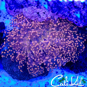 LARGE PINK OCTOSPAWN