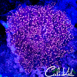 LARGE PINK OCTOSPAWN