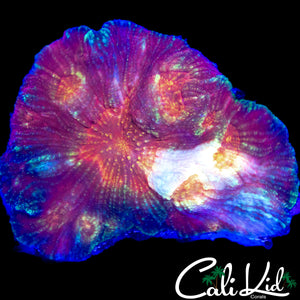 XL RAINBOW AUSTRALOMUSSA