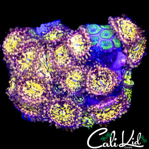 CK UNRELEASED ZOA (1 POLYP)