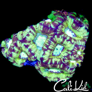 RARE ASIAN ACAN COLONY