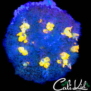 MULTI COLOR BOUNCE SHROOM