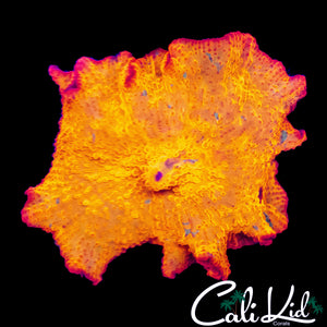 INSANE CANDY CRUSH MUSHROOM