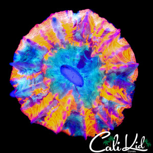 RAINBOW BABY ACANTHO