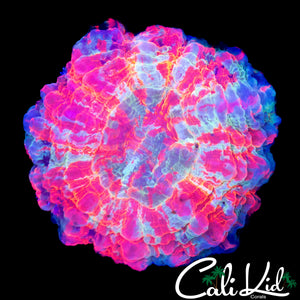 FAIRY DUST BABY ACANTHO