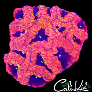 RAINBOW SKIRT BLASTO COLONY