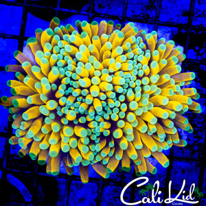 SUPER BANANA TORCH MULTI HEAD