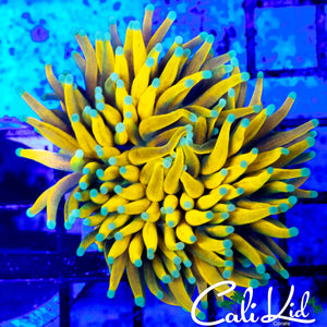 SUPER BRIGHT MULTI HEAD BANANA TORCH