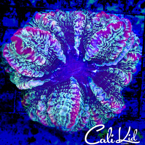 PURPLE HAZE INDOPHYLLIA