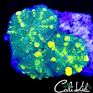 BOUNCE MUSHROOM ROCK