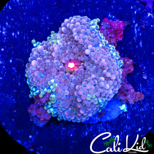 MYSTERY RICORDIA