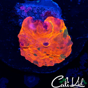 INSANE CANDY CRUSH MUSHROOM