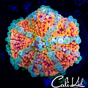 CK  ACID TRIP MUSHROOM