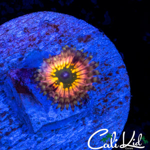 CK MONSTERS INC ZOA