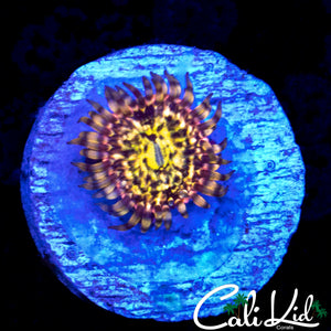 CK UNRELEASED ZOA