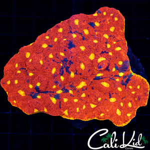 XXXL RAINBOW CHALICE COLONY