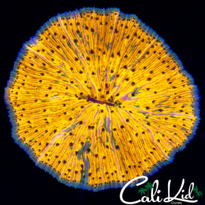 TRUE YELLOW FUNGIA (RARE)