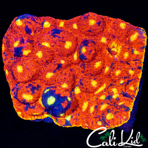 XL RAINBOW CHALICE COLONY (50+ EYES)