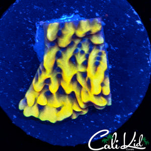 CK PEYOTE DREAMS MONTI