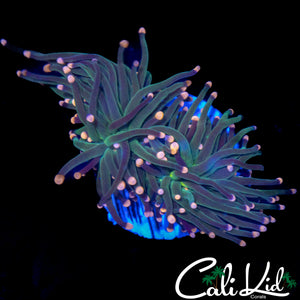 COTTON CANDY TORCH DOUBLE
