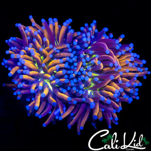 GOLDEN / GREEN MOUTH TORCH DOUBLE