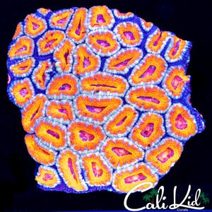 ULTRA RAINBOW ACAN COLONY