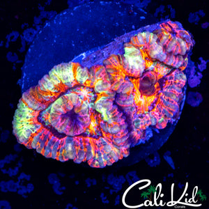 RAINBOW WILSONI