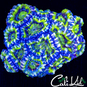 WHITE STRIPE ACAN COLONY