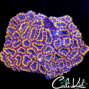 PINK STRIPE ACAN COLONY