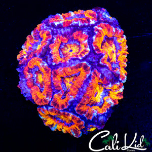 SIZZLIN RAINBOW ACAN MINI COLONY