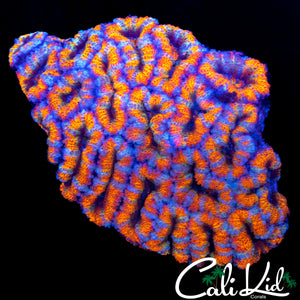 ULTRA RAINBOW ACAN COLONY