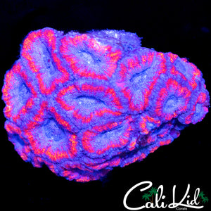 SUPERMAN ACAN MINI COLONY