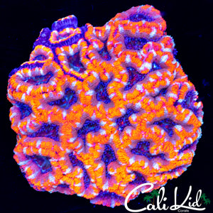 WHITE STRIPE ACAN COLONY