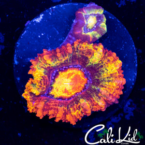 CK ABERRAMA GOLD ACAN W/ BABY