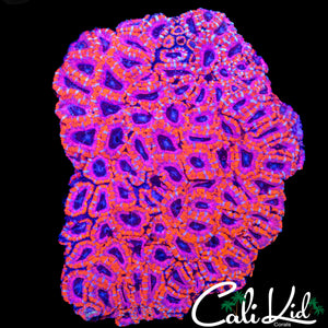 XL ULTRA ACAN COLONY