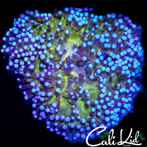 NEVER BEFORE SEEN ANEMONE